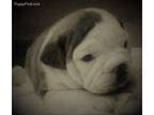Olde English Bulldogge Puppy for sale in Aztec, NM, USA
