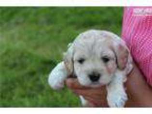 Cock-A-Poo Puppy for sale in Wilkes Barre, PA, USA