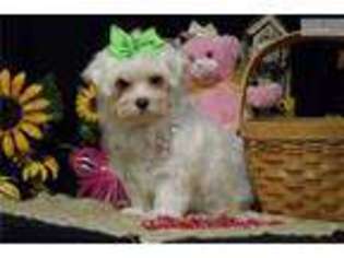 Maltese Puppy for sale in Tyler, TX, USA