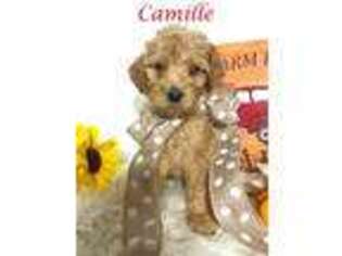 Goldendoodle Puppy for sale in Demopolis, AL, USA