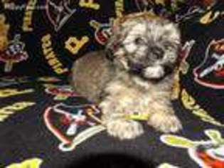 Havanese Puppy for sale in Johnstown, PA, USA