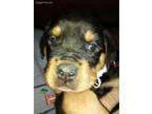 Rottweiler Puppy for sale in South Mills, NC, USA