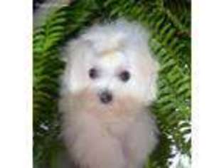 Maltese Puppy for sale in Dover, TN, USA