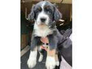 English Springer Spaniel Puppy for sale in Weatherford, TX, USA