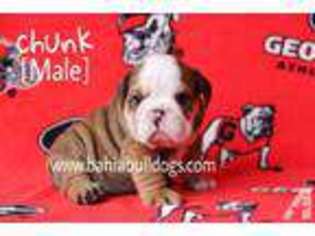 Bulldog Puppy for sale in NEW PORT RICHEY, FL, USA