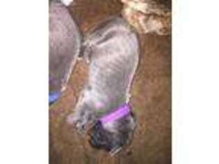 Great Dane Puppy for sale in Sayre, OK, USA
