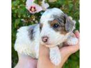 Mutt Puppy for sale in Saratoga Springs, UT, USA