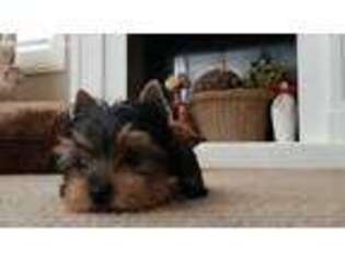 Yorkshire Terrier Puppy for sale in Yucaipa, CA, USA