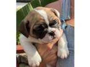 French Bulldog Puppy for sale in Moline, IL, USA