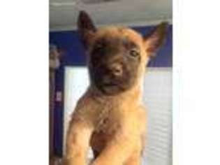 Belgian Malinois Puppy for sale in Augusta, GA, USA