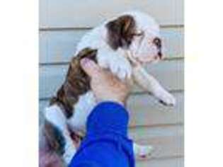 Olde English Bulldogge Puppy for sale in Section, AL, USA