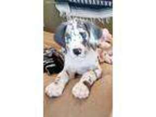 Great Dane Puppy for sale in Boston, VA, USA