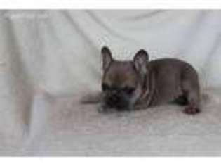 French Bulldog Puppy for sale in Wauseon, OH, USA