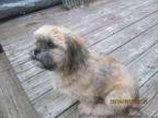 Mutt Puppy for sale in Saint Johnsbury, VT, USA