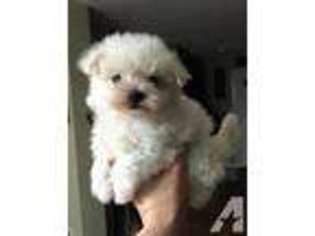 Maltese Puppy for sale in MONTGOMERY, MA, USA