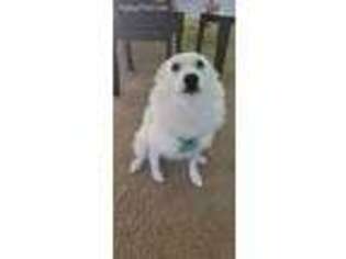American Eskimo Dog Puppy for sale in Lawrenceville, GA, USA