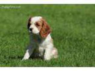 Cavalier King Charles Spaniel Puppy for sale in Richland, PA, USA