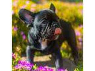 French Bulldog Puppy for sale in Hemet, CA, USA