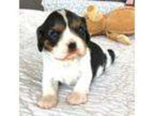 Cavalier King Charles Spaniel Puppy for sale in Brandon, SD, USA