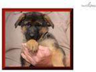 German Shepherd Dog Puppy for sale in Bowling Green, KY, USA