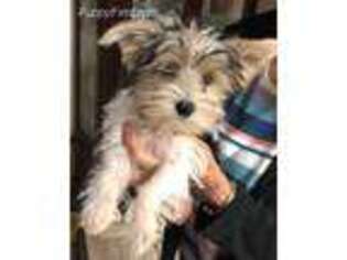 Yorkshire Terrier Puppy for sale in Lake Havasu City, AZ, USA
