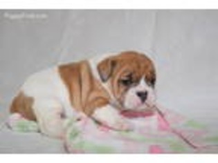 American Bulldog Puppy for sale in Shipshewana, IN, USA