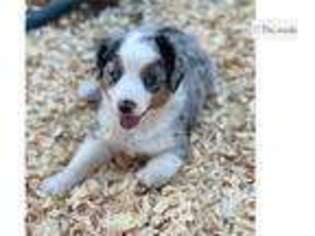 Australian Shepherd Puppy for sale in Abilene, TX, USA