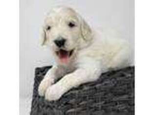 Goldendoodle Puppy for sale in Eugene, OR, USA