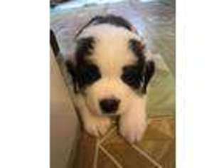 Saint Bernard Puppy for sale in East Providence, RI, USA