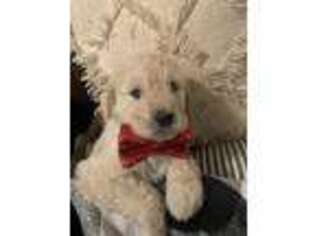 Goldendoodle Puppy for sale in Huntington, TX, USA