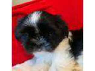 Mutt Puppy for sale in Pflugerville, TX, USA