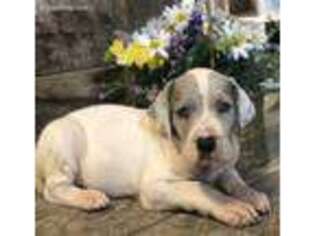 Great Dane Puppy for sale in Newport, PA, USA