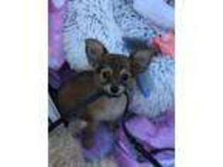 Chorkie Puppy for sale in Moreno Valley, CA, USA
