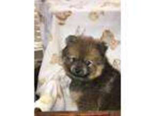 Pomeranian Puppy for sale in Elizabethtown, PA, USA