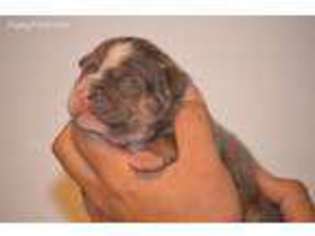 Olde English Bulldogge Puppy for sale in Elgin, IL, USA