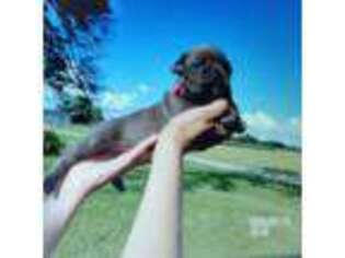 Olde English Bulldogge Puppy for sale in Terre Haute, IN, USA