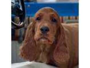 Irish Setter Puppy for sale in Sand Springs, OK, USA