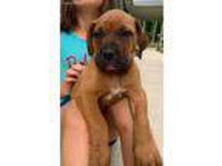 Bullmastiff Puppy for sale in Kenton, OH, USA