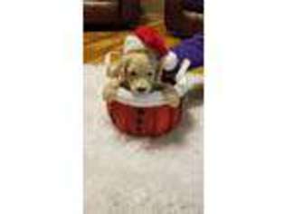 Goldendoodle Puppy for sale in Marshalltown, IA, USA