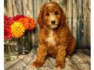 Goldendoodle Puppy for sale in Wanamingo, MN, USA
