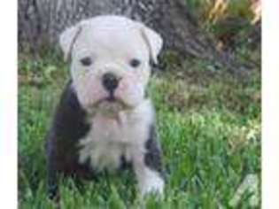Olde English Bulldogge Puppy for sale in MISSOURI CITY, TX, USA