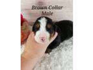 Bernese Mountain Dog Puppy for sale in Cassville, MO, USA