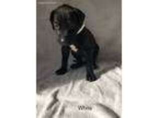 Great Dane Puppy for sale in Havre De Grace, MD, USA
