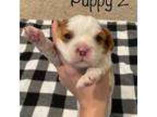 Cavalier King Charles Spaniel Puppy for sale in Follett, TX, USA