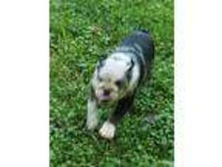 Bulldog Puppy for sale in Demorest, GA, USA