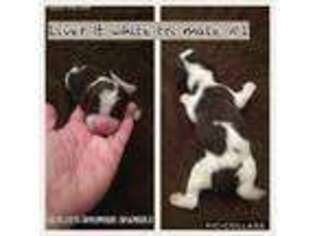 English Springer Spaniel Puppy for sale in Holly Hill, SC, USA