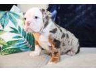 Bulldog Puppy for sale in Murrieta, CA, USA
