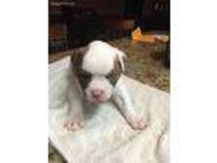 American Bulldog Puppy for sale in Lakeland, FL, USA