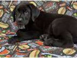 Labrador Retriever Puppy for sale in Torrington, CT, USA