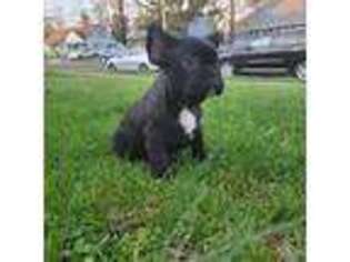 French Bulldog Puppy for sale in Keysville, VA, USA